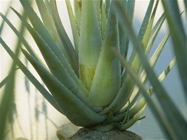 Aloe Vera champs