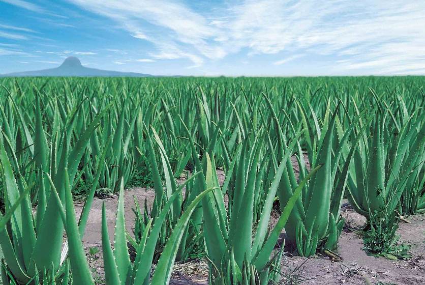 Aloe Vera Plante