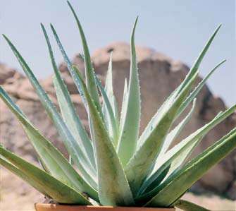 Aloe Vera